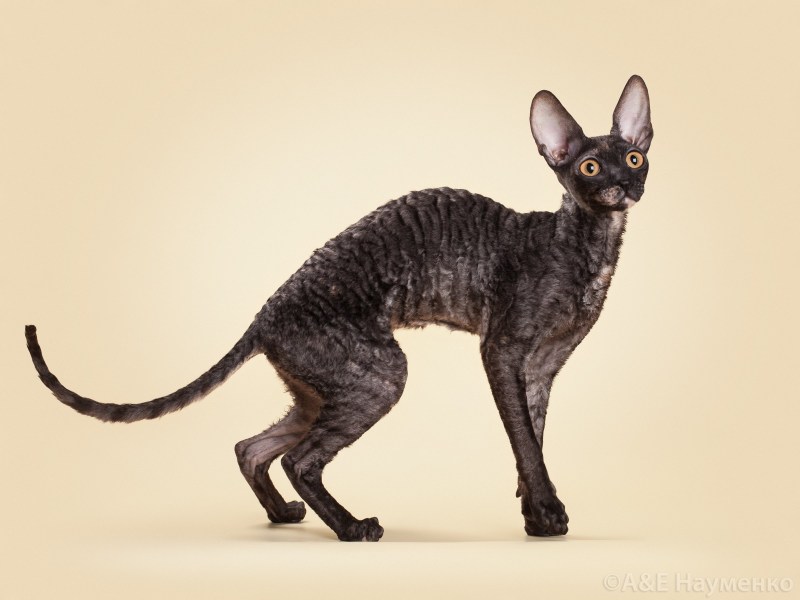 Корниш рекс котята