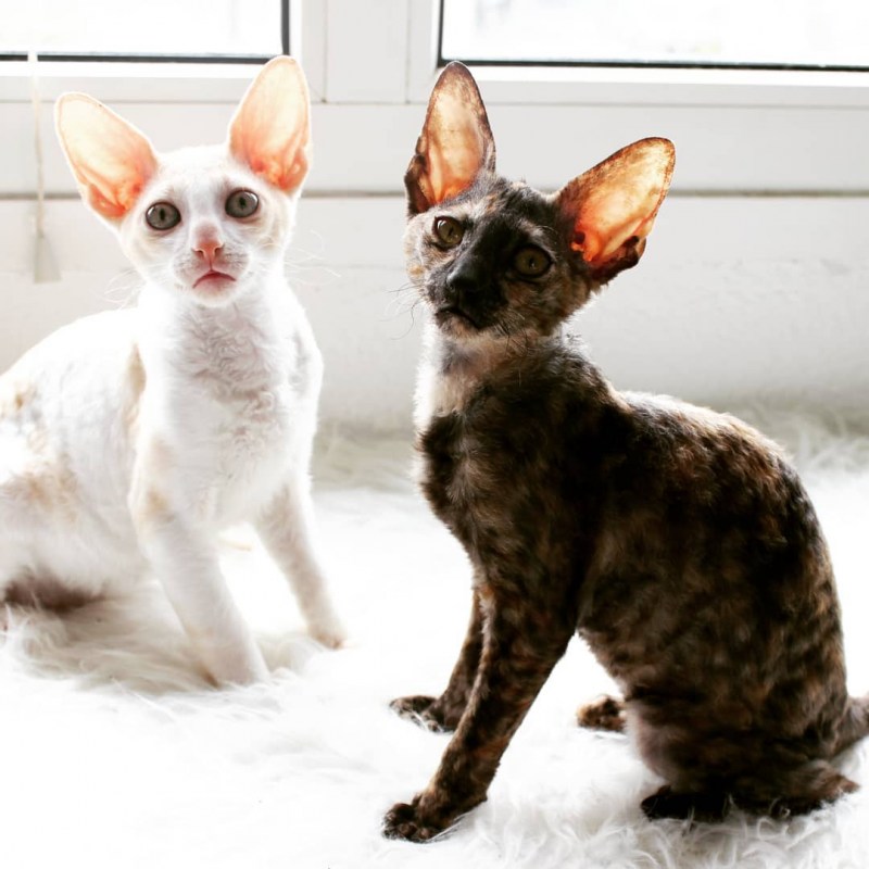 Коты Корниш рекс