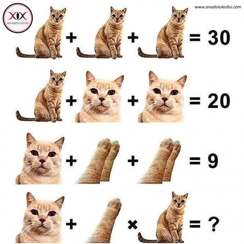 Задание Найди котят