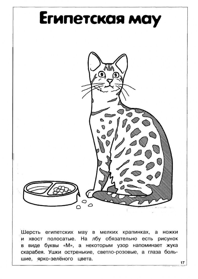 Рацион питания кошки