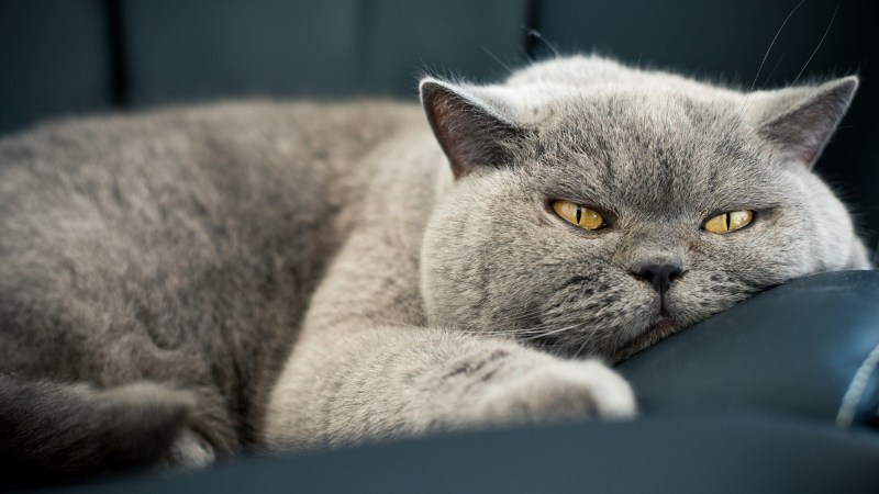 Полосатые коты