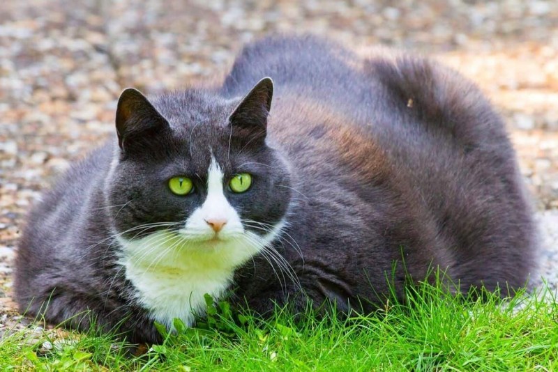 Британская кошка короткошерстная серая вислоухая