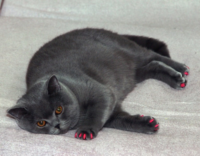 Британский короткошерстный кот
