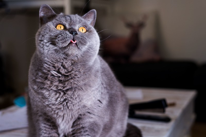 Толстая серая кошка
