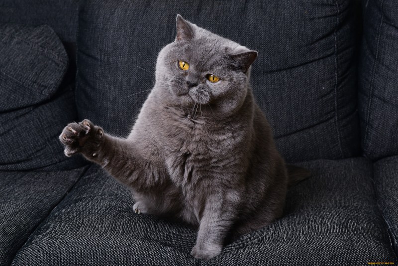 Толстые коты британцы