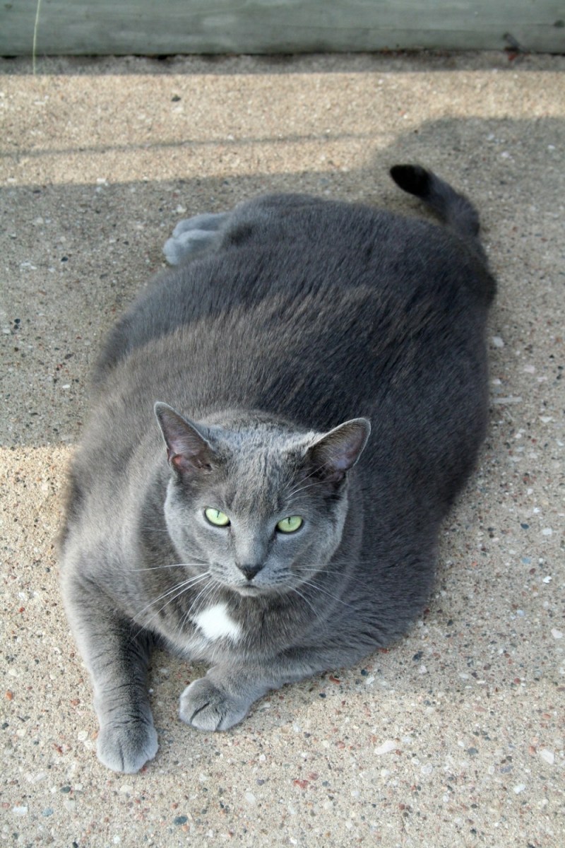 Шотландский кот прямоухий серый толстый