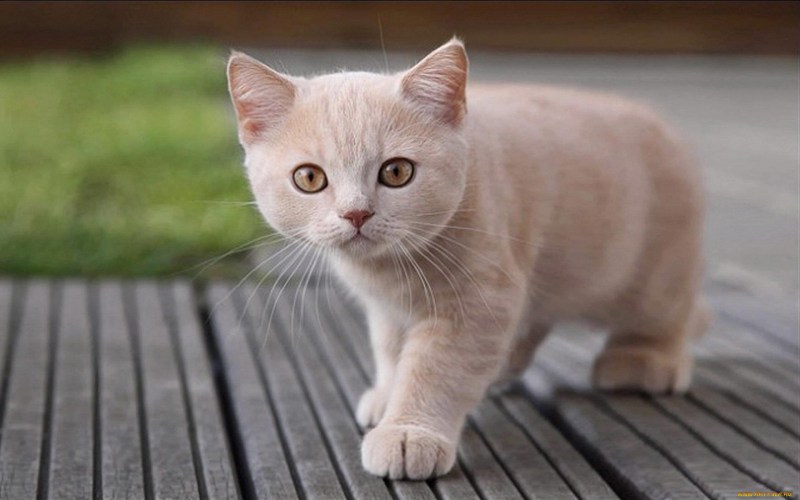 Бежевая кошка
