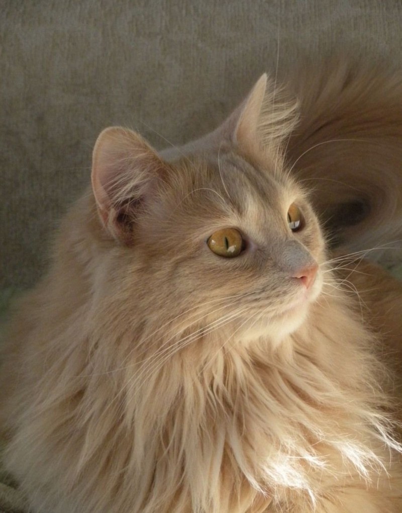 Кошка Бритиш Шортхэйр персик