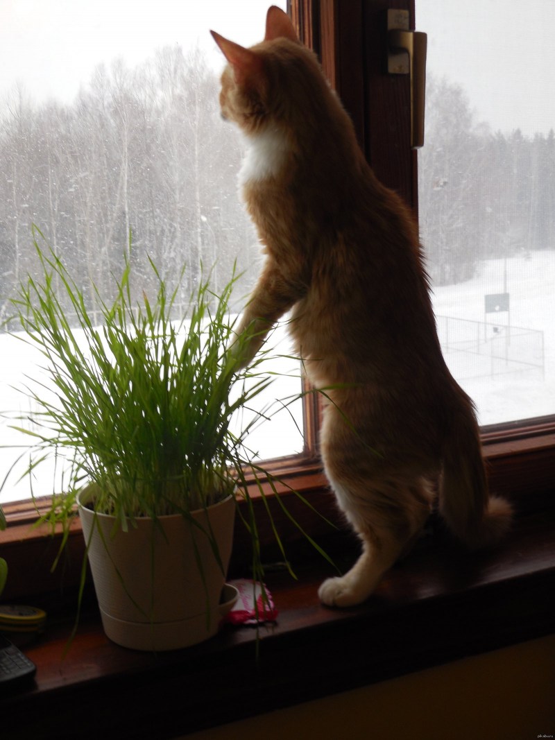 Рыжий кот ждет
