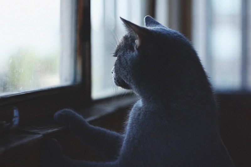 Кошка ждет у окна