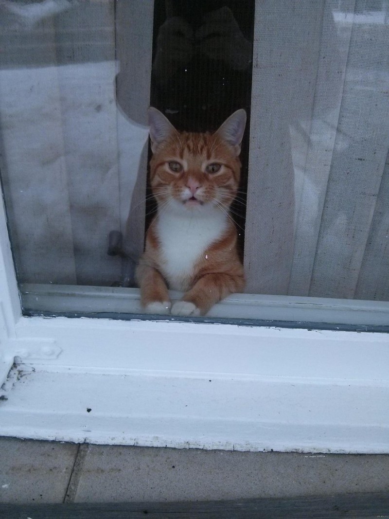 Кошка ждет хозяина