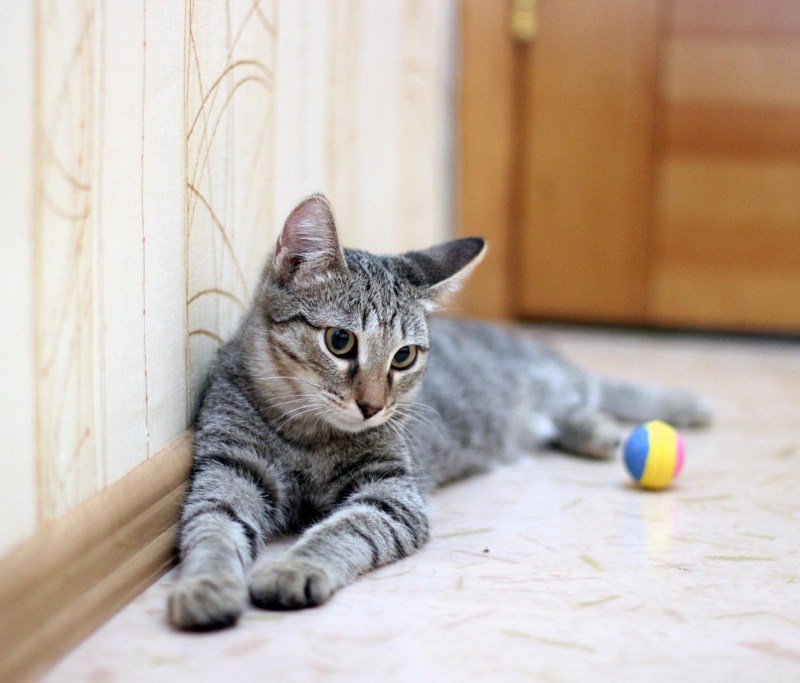 Коты серые в полоску