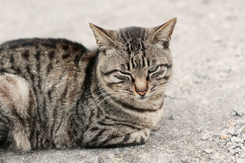 Шартрез кот полосатый