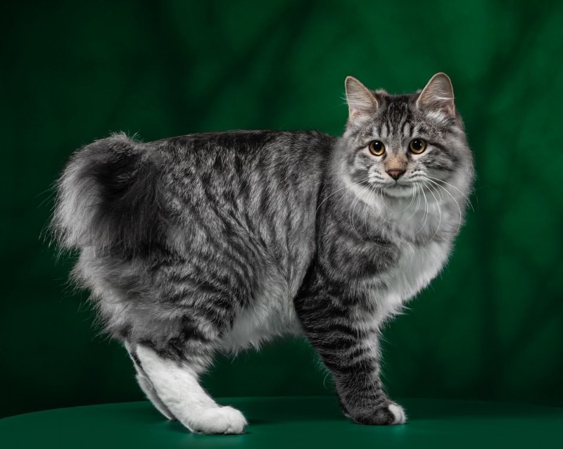 MEISTERHAUSE Tail of intrigue