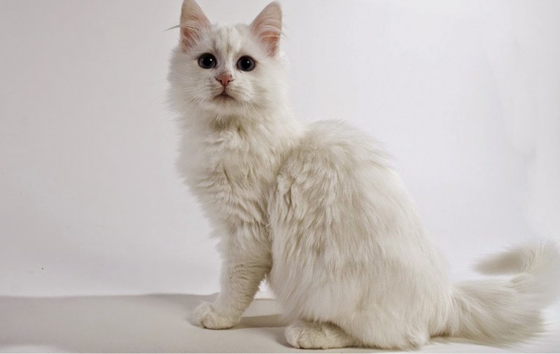 Турецкая ангорская кошка