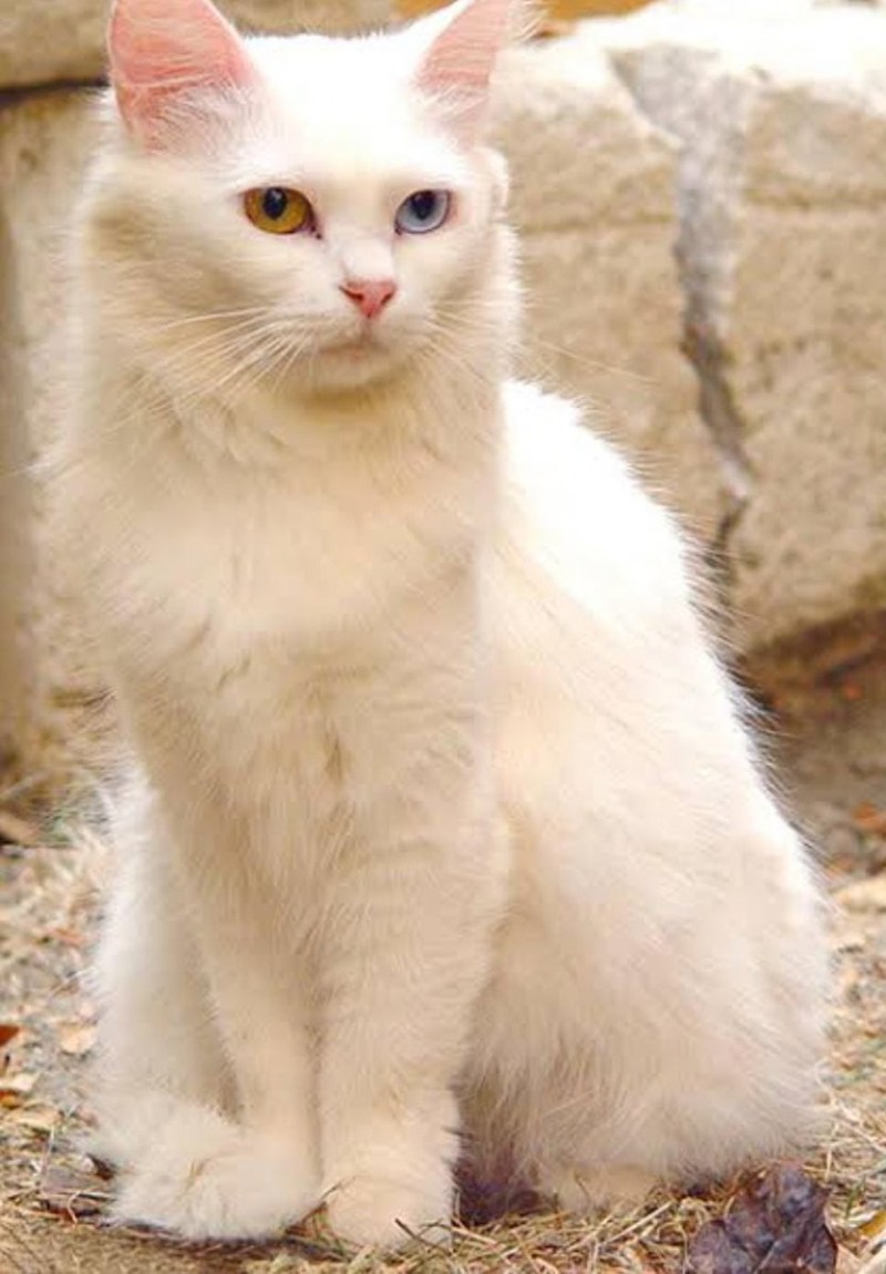 Кот породы турецкий Ван