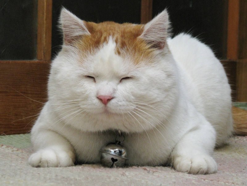 Кроты толстый улыбается