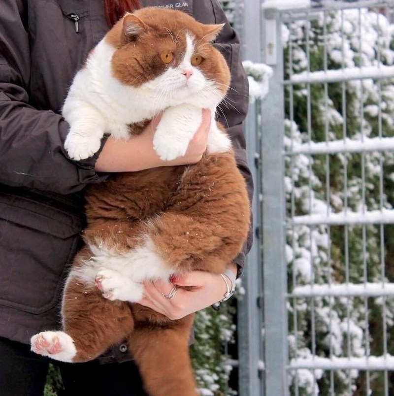 Кот Федор Михайлович щекастый