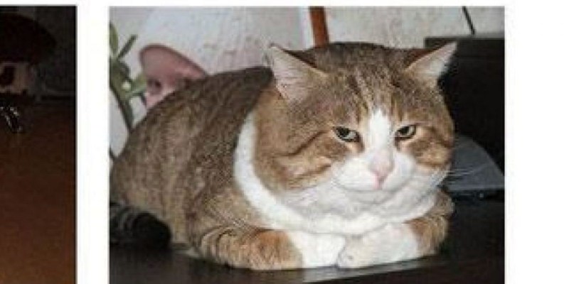 Кот надул щеки