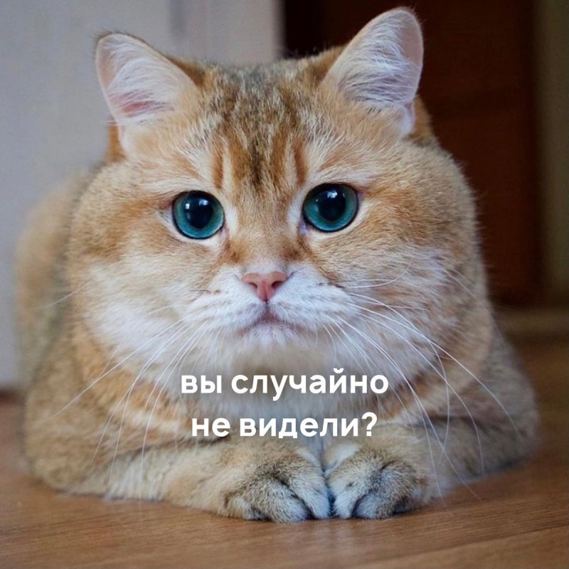Хосико Кэт порода