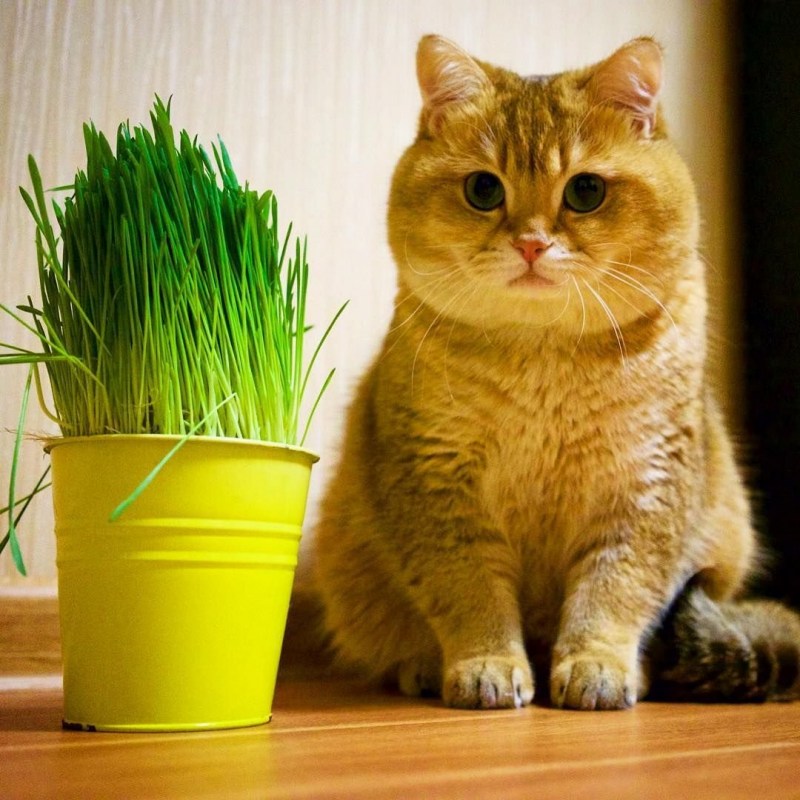 Щекастый кот