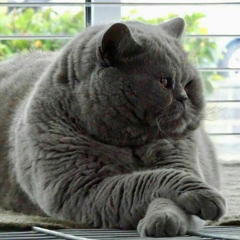 Британский короткошерстный кот толстый