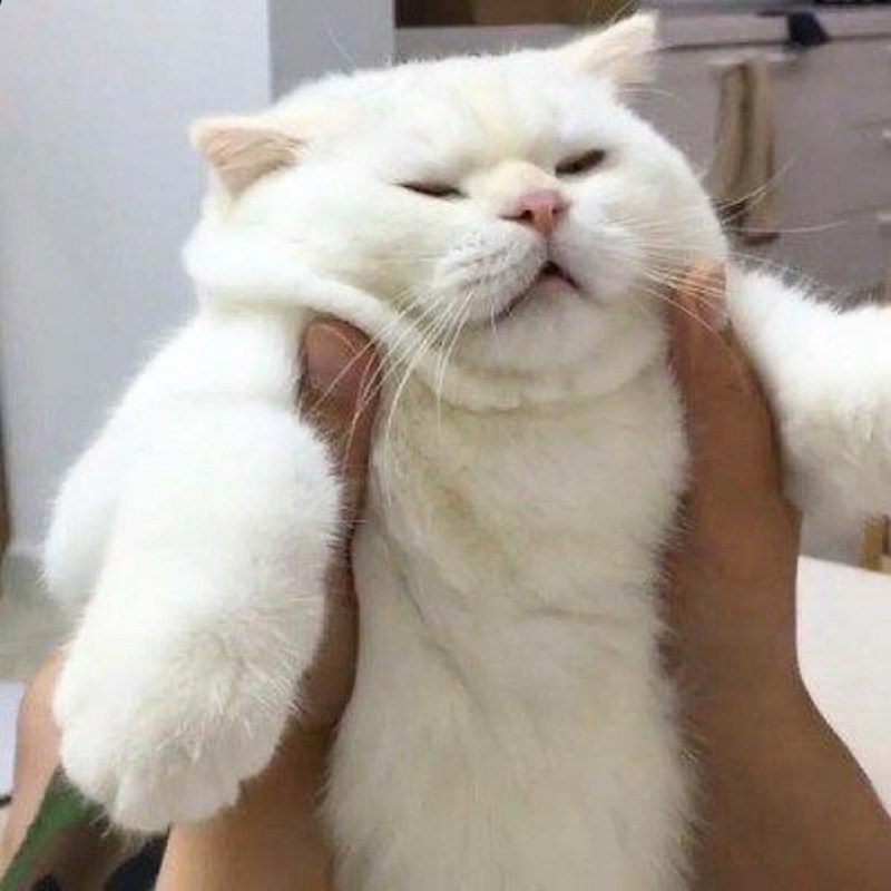 Толстый белый кот