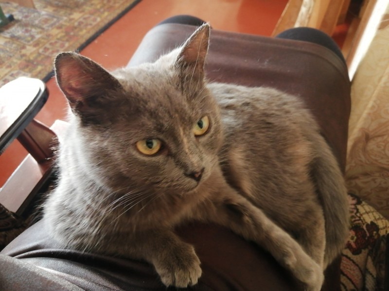 Кошкин хвост Ксения