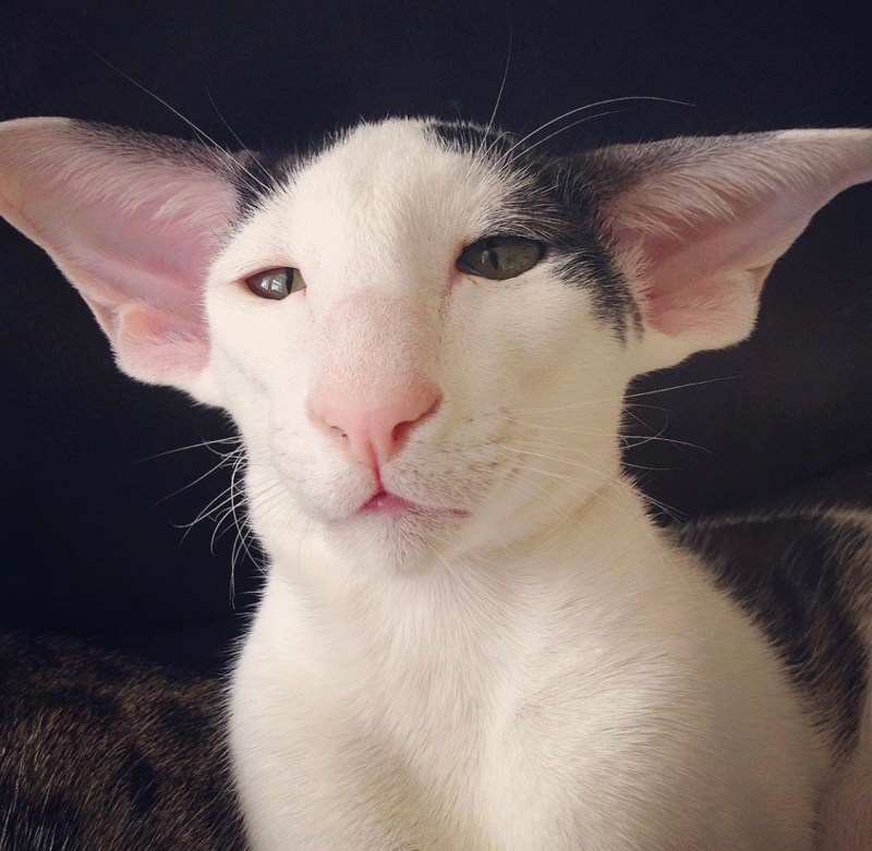Коты ориенталы грузины