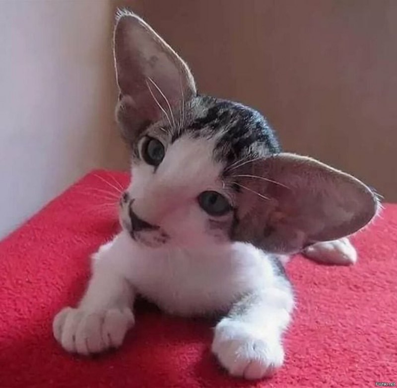 Котята с большими ушами