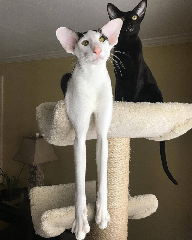 Коты ориенталы грузины