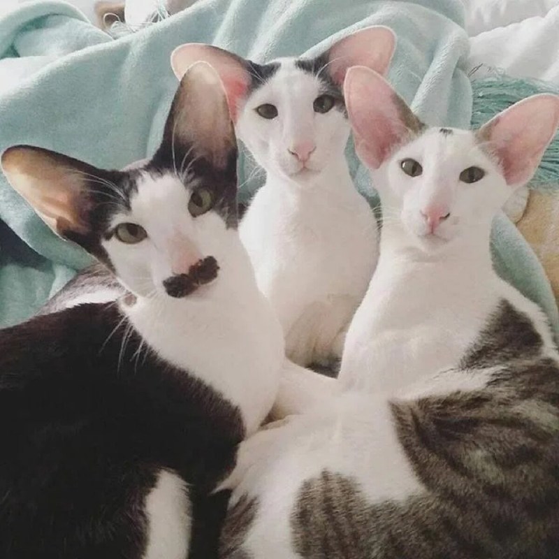 Коты ориенталы грузины