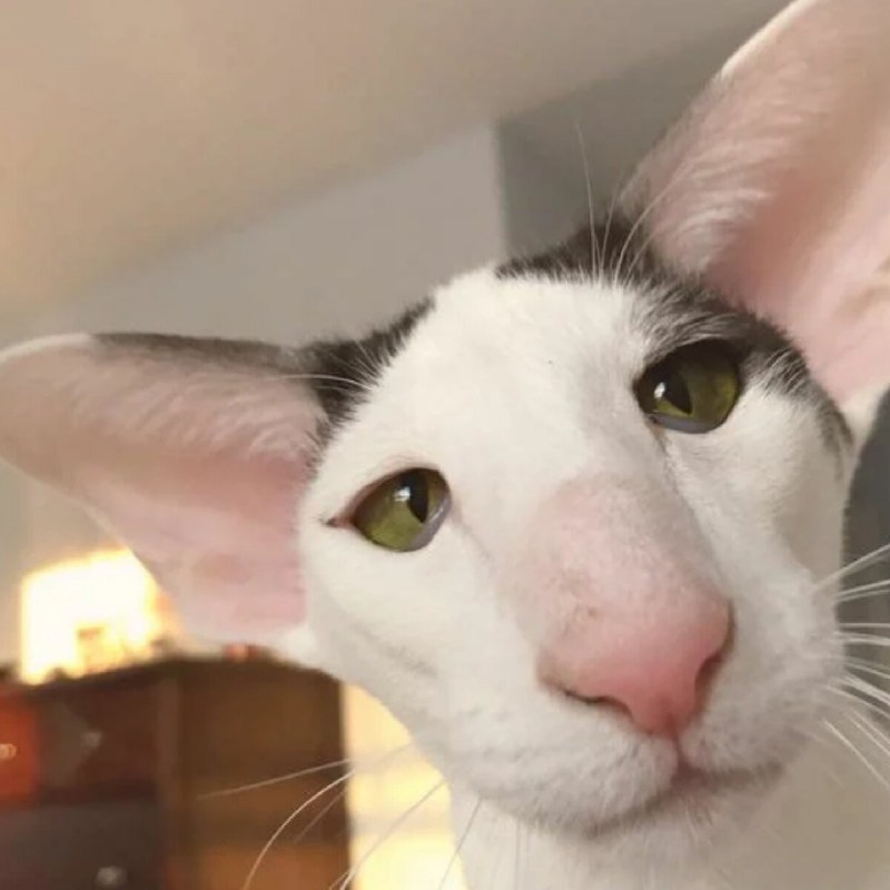 Коты ориенталы грузины
