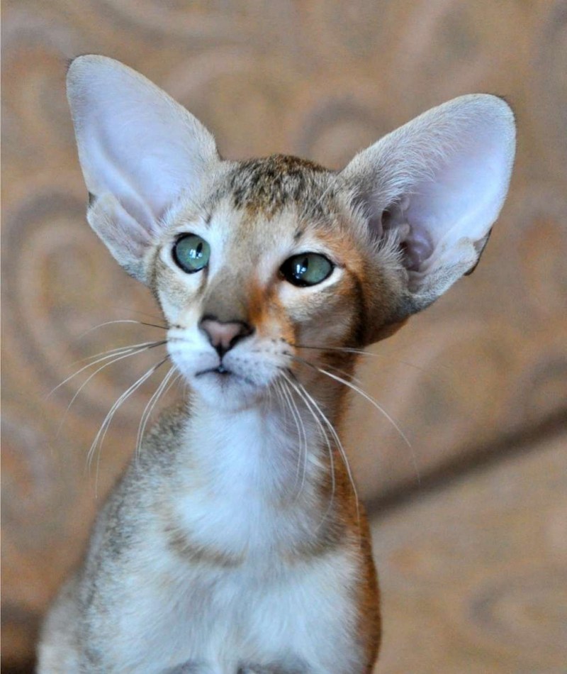 Ориентальная кошка