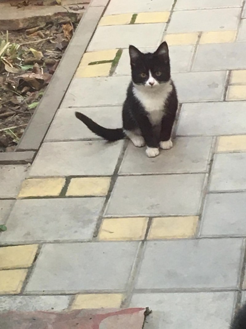 Котик ищет