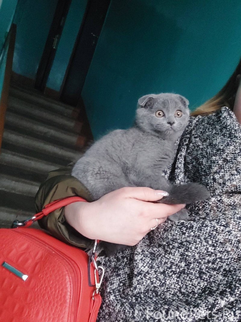 Найден котенок