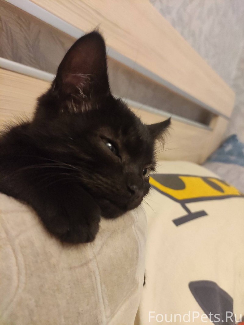 Найден котенок