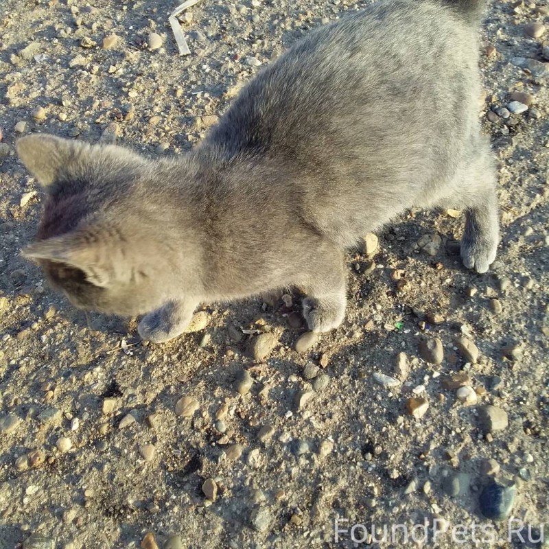 Котенок с улицы Парковая