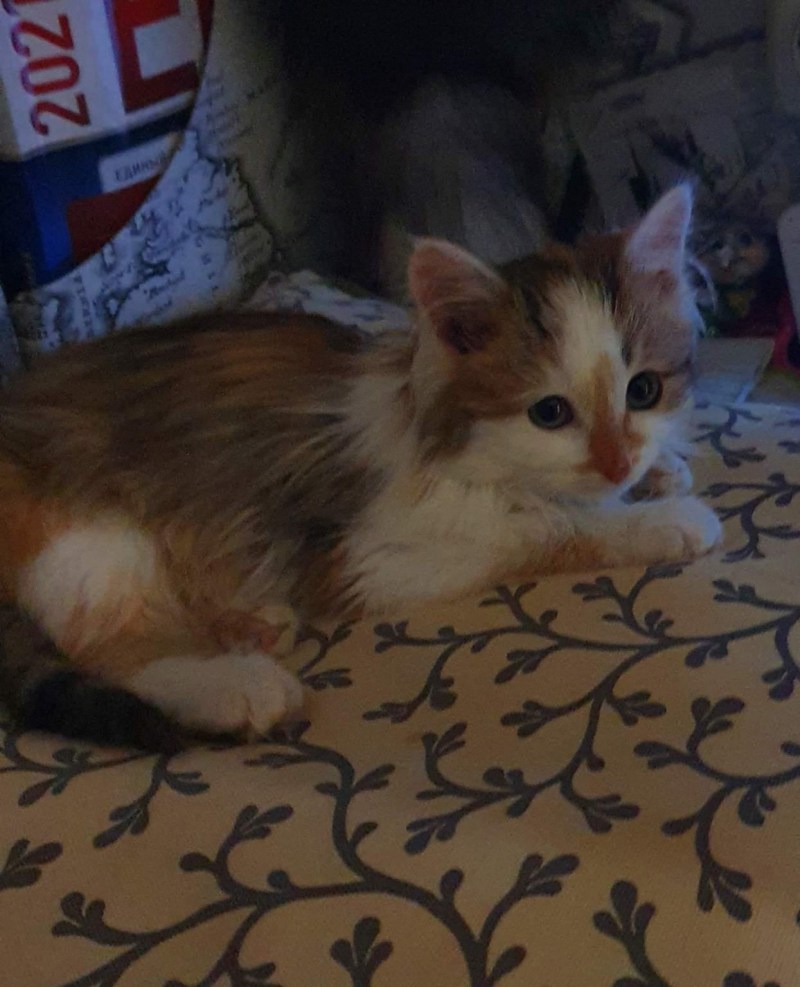 Котенок на улице