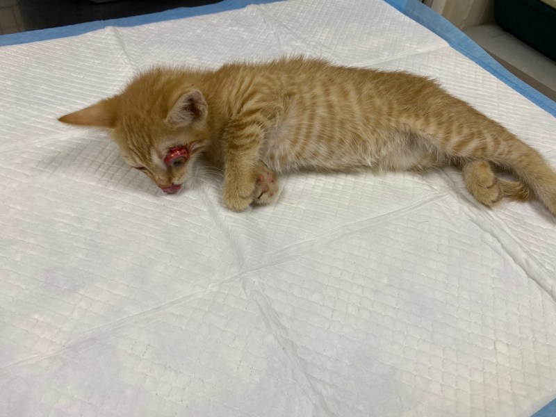 Котенок на улице