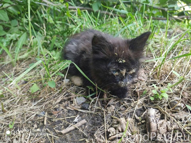 Котенок в ужасном состоянии