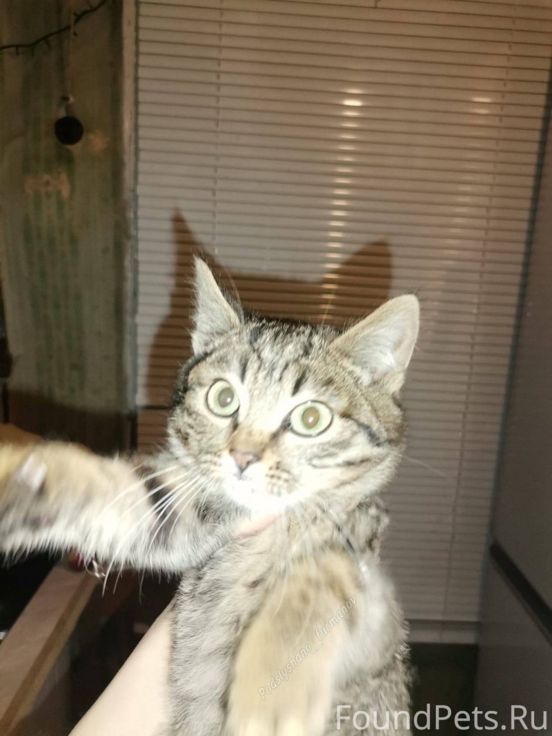 Как я нашел котёнка