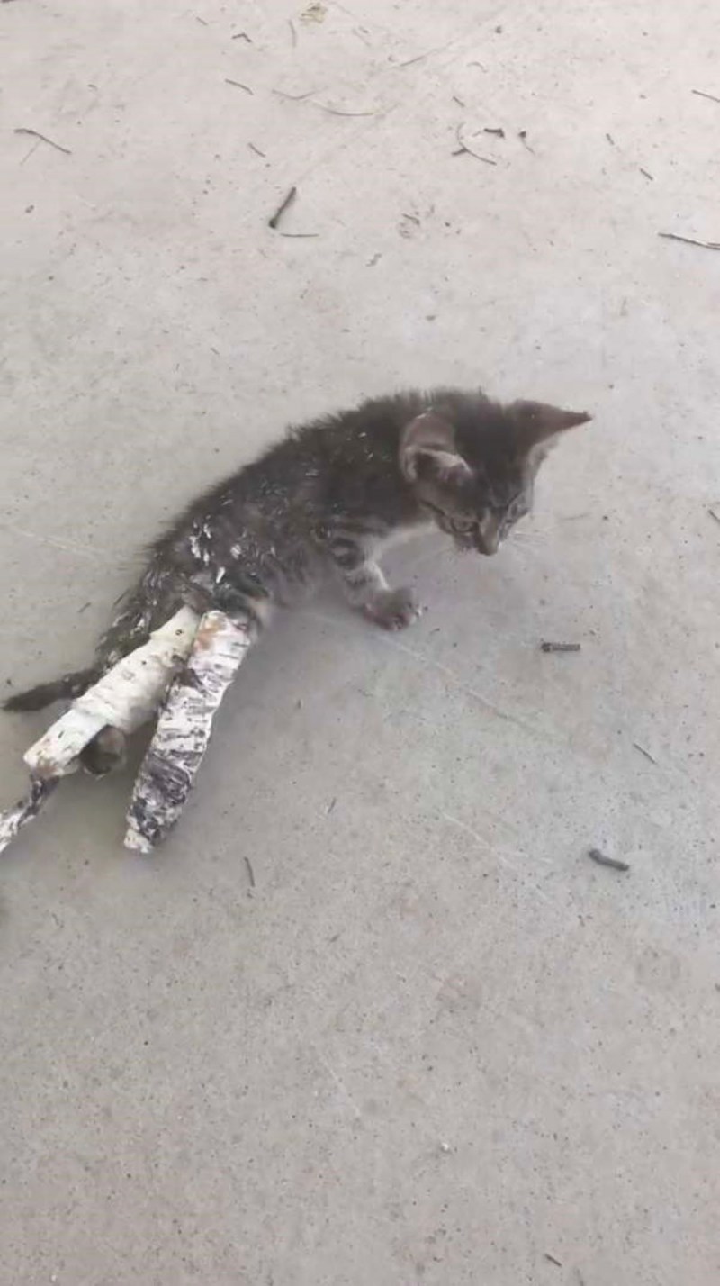 Котенок с улицы в квартире