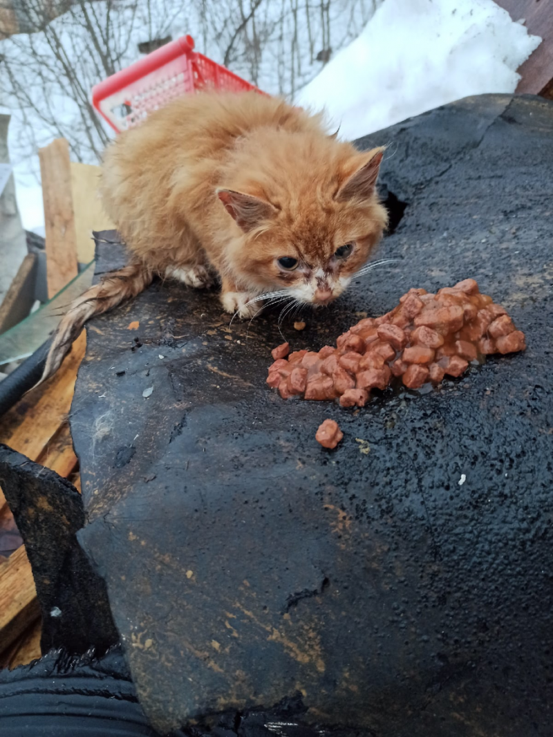 Найден котенок