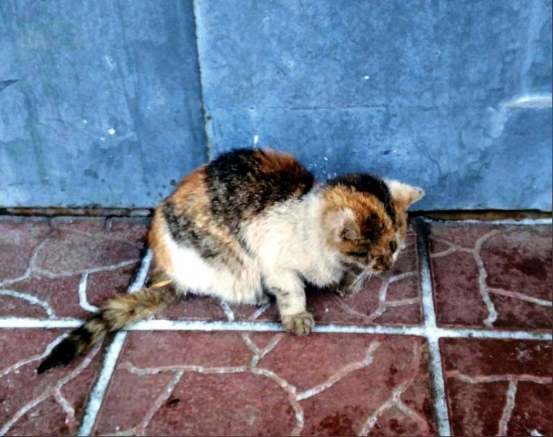 Котенок на Славянском
