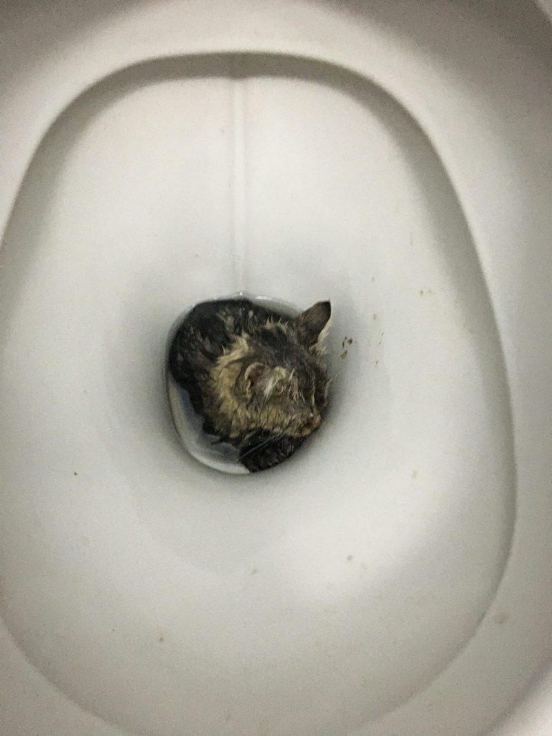 Ярцево найденные котята