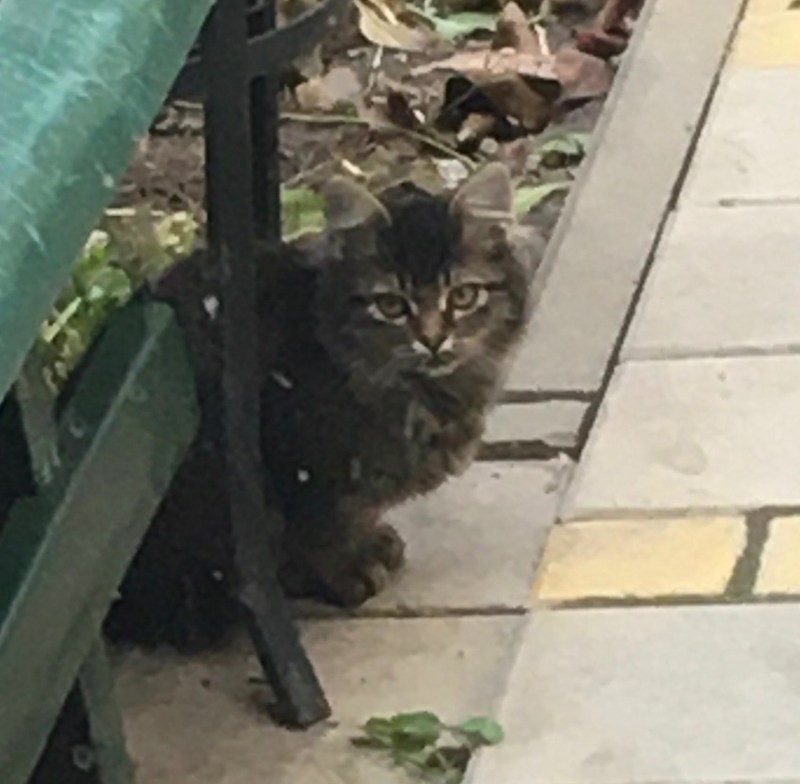 Ищу кота нашли в Тольятти