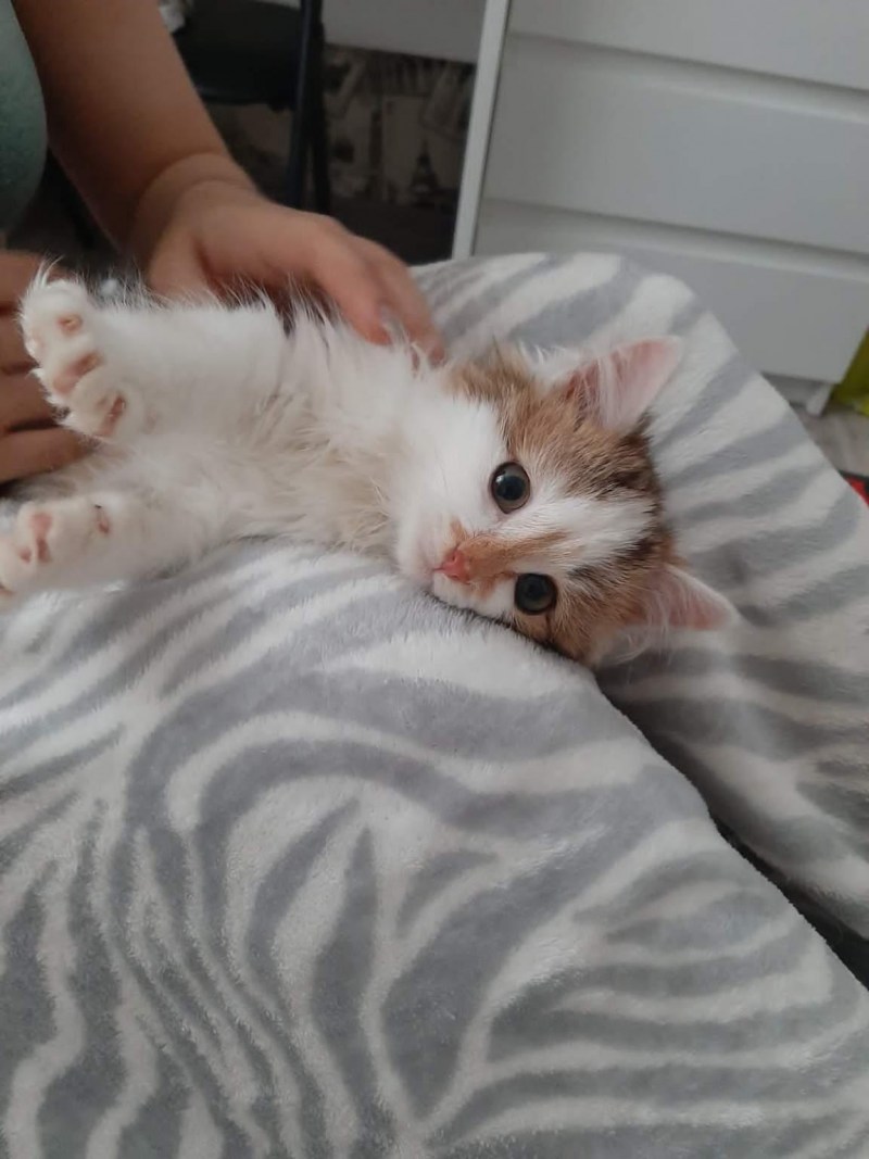 Мяуканье котят слушать