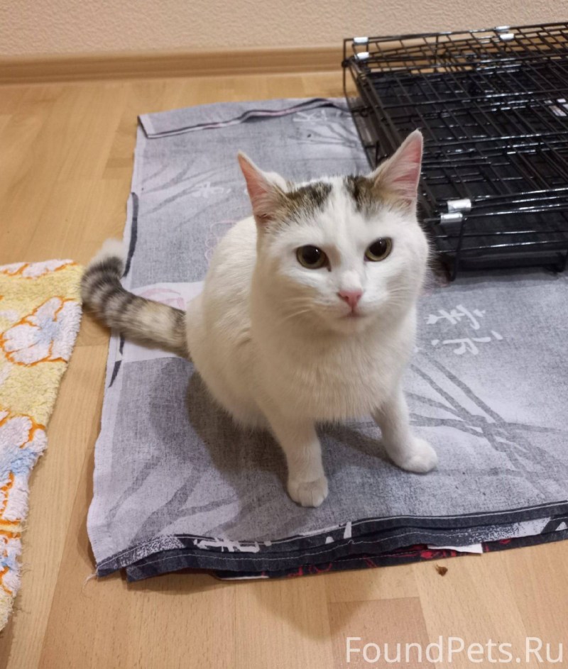 Котенок обрел дом