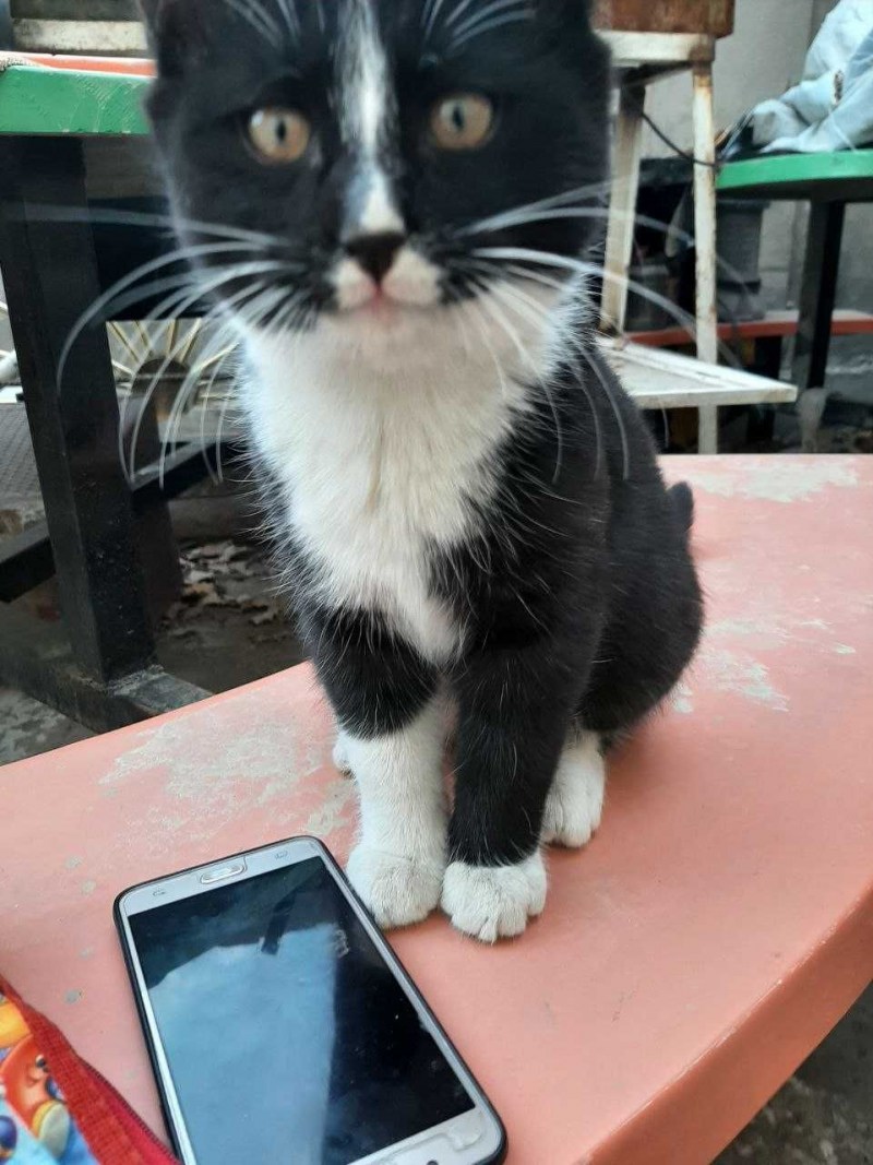 Подобрать котенка с улицы примета